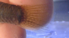 Hypseleotris