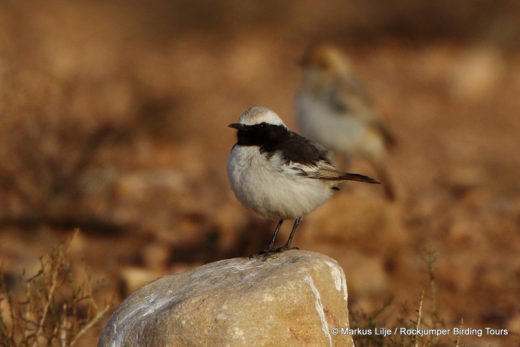 Red-rumped Wheatear photo