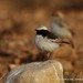 Red-rumped Wheatear - Photo (c) Markus  Lilje, some rights reserved (CC BY-NC-ND), uploaded by Markus  Lilje