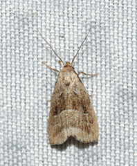 Hypenodes caducus