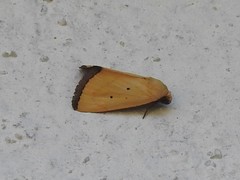 Marimatha nigrofimbria