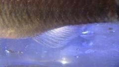 Hypseleotris