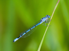 Enallagma risi
