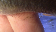 Hypseleotris