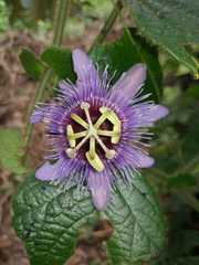 Passiflora menispermifolia
