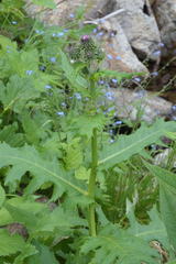 Cirsium alsophilum