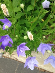 Platycodon