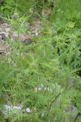 Achillea distans stricta