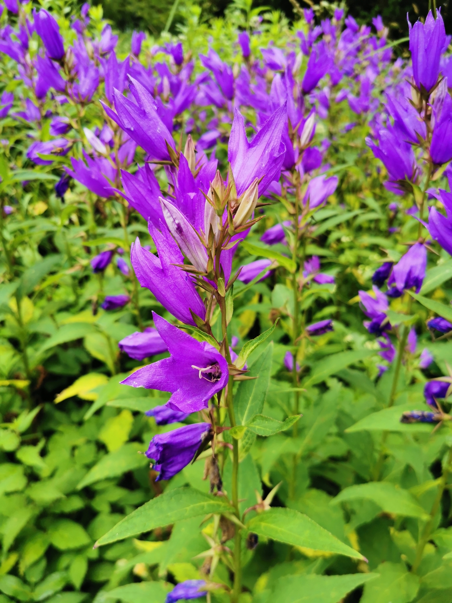 Campanula latifolia