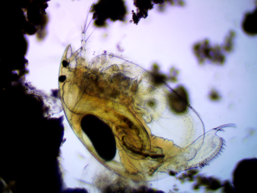 angular-beaked waterflea