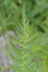 Achillea distans stricta