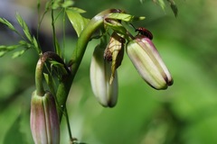 Lilioceris schneideri