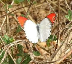 Colotis danae eupompe