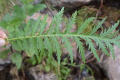 Achillea distans stricta