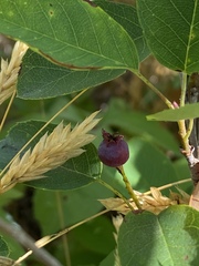 Amelanchier nantucketensis