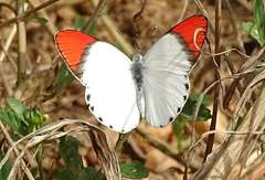 Colotis danae eupompe