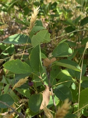 Amelanchier nantucketensis