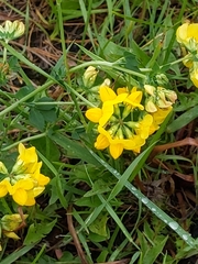 Lotus corniculatus