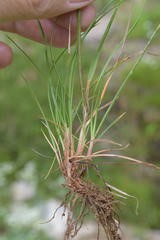 Festuca nigrescens