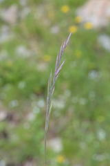 Festuca nigrescens