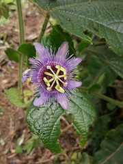Passiflora menispermifolia