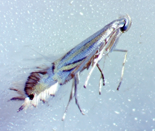 Tulip Tree Leaf Miner photo 5