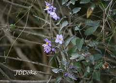Solanum laxum