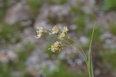 Luzula lutea