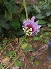 Passiflora menispermifolia