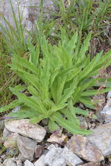 Schlagintweitia intybacea