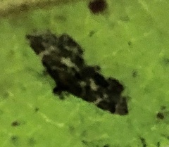 Hymenia perspectalis