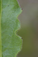 Schlagintweitia intybacea