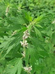 Leonurus quinquelobatus