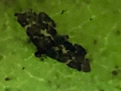 Hymenia perspectalis