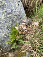 Solidago leiocarpa