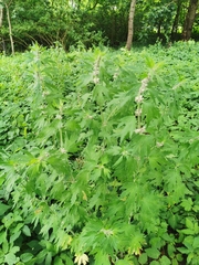 Leonurus quinquelobatus