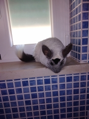 Chinchilla lanigera