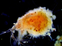 Ilyocryptus sordidus