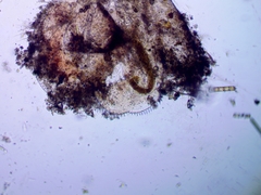 Ilyocryptus sordidus