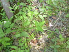 Callisia rosea