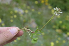 Trifolium pallescens