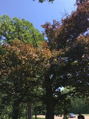 Acer platanoides