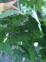 Acer platanoides