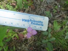 Callisia rosea