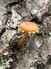 Pholiota subsulphurea