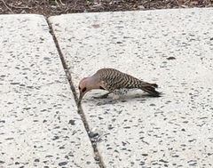 Colaptes auratus auratus