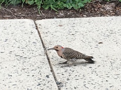 Colaptes auratus auratus