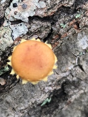 Pholiota subsulphurea