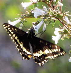 Papilio indra