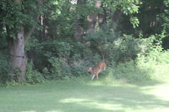 Odocoileus virginianus